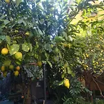 公寓 La Limonaia Di Chiaia 那不勒斯