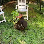 La Limonaia Di Chiaia *